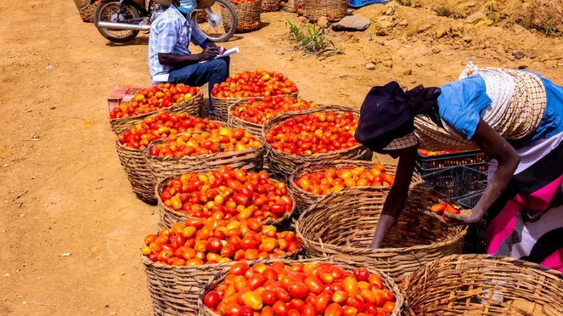 Tomato Farmers Record N200 Million Loss As Heavy Wind Ruins Crops In Badagry